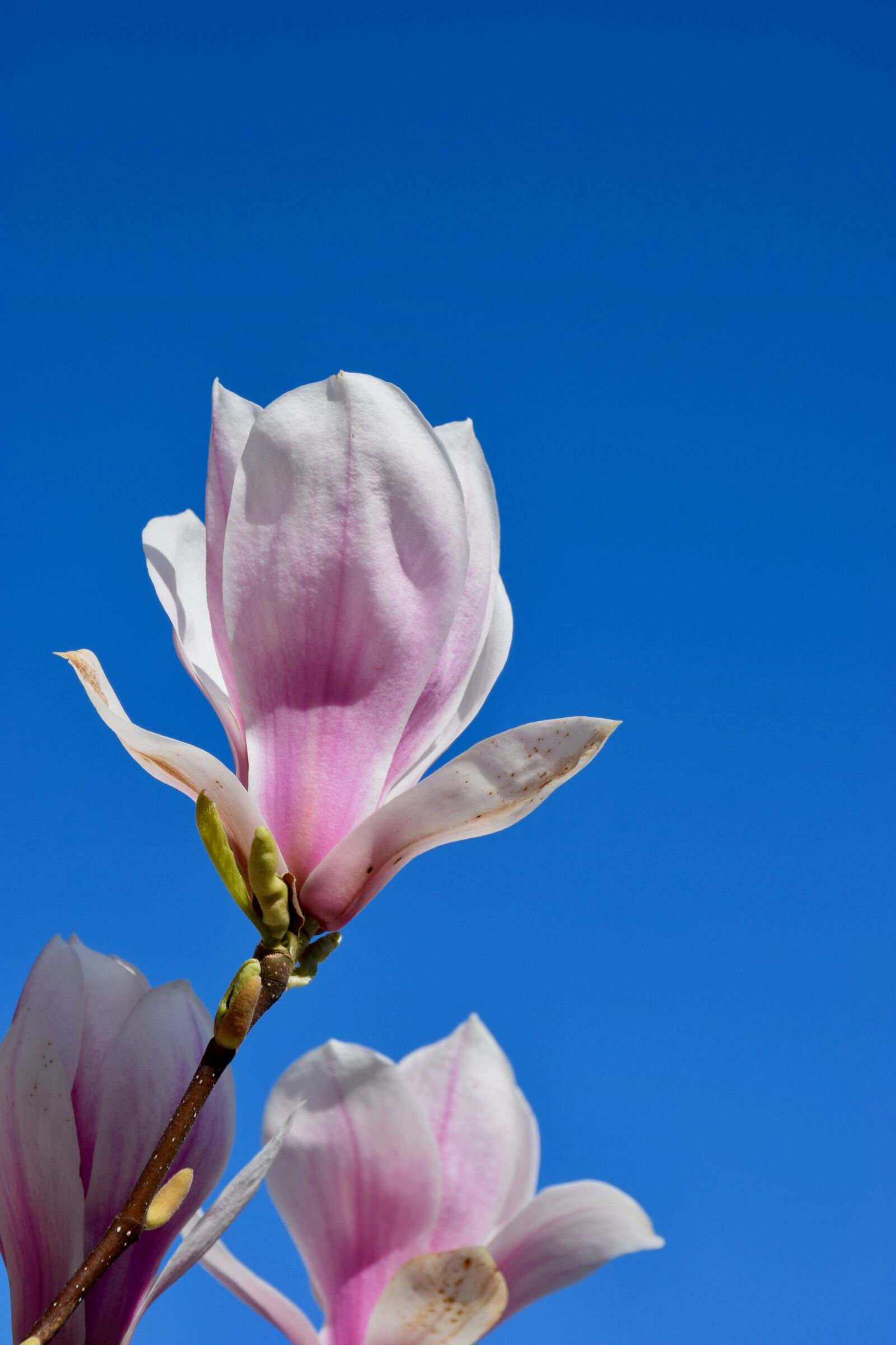 Nikon D5300 sample photo. Magnolia days, magnolia, spring photography