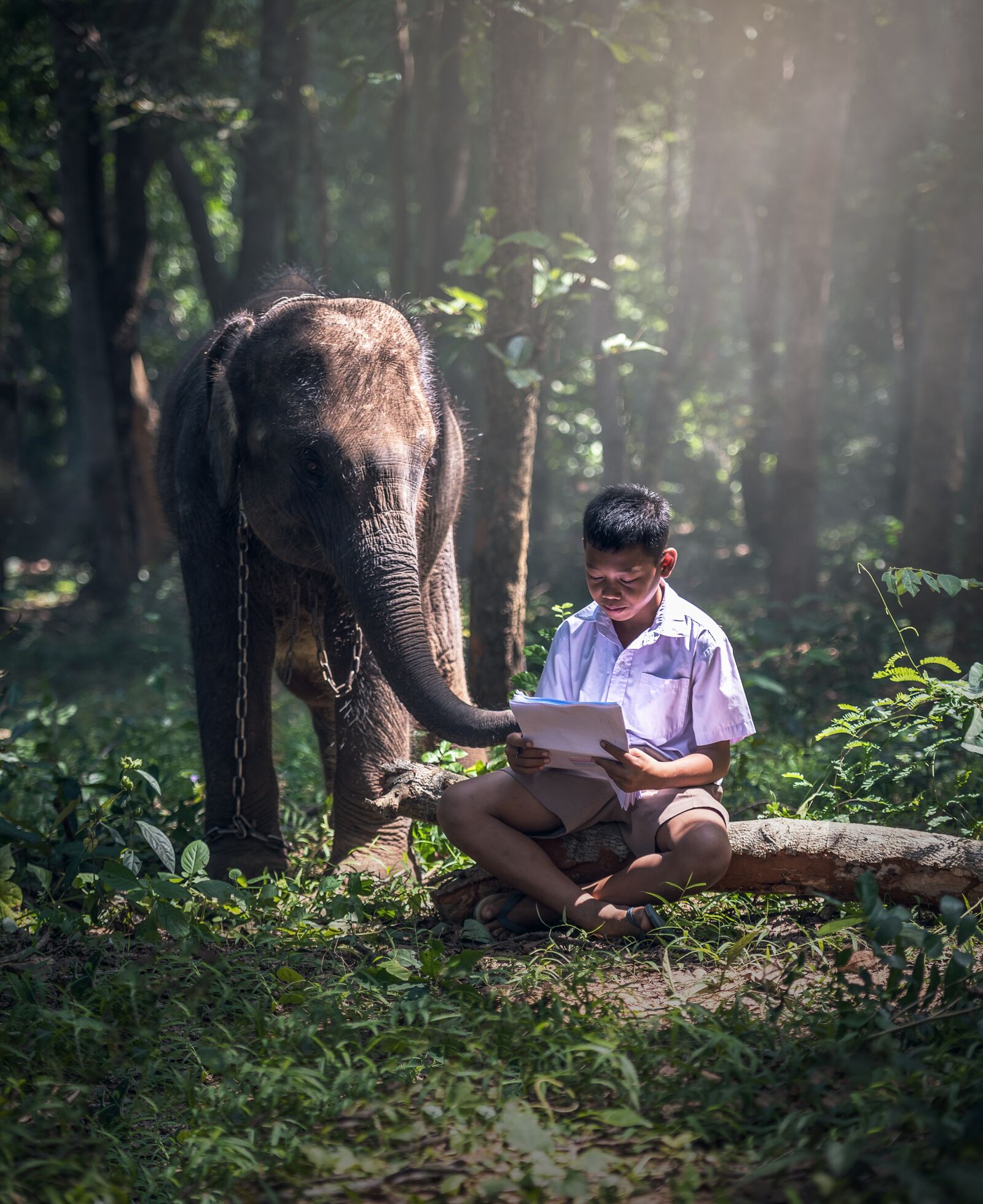 Nikon D810 sample photo. Elephant, chained, boy photography