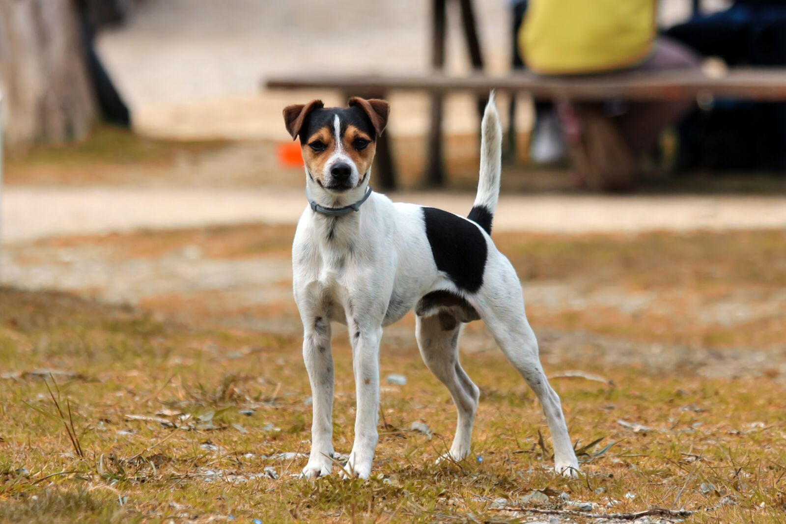 Canon EOS 650D (EOS Rebel T4i / EOS Kiss X6i) sample photo. Dog, animal, pet photography