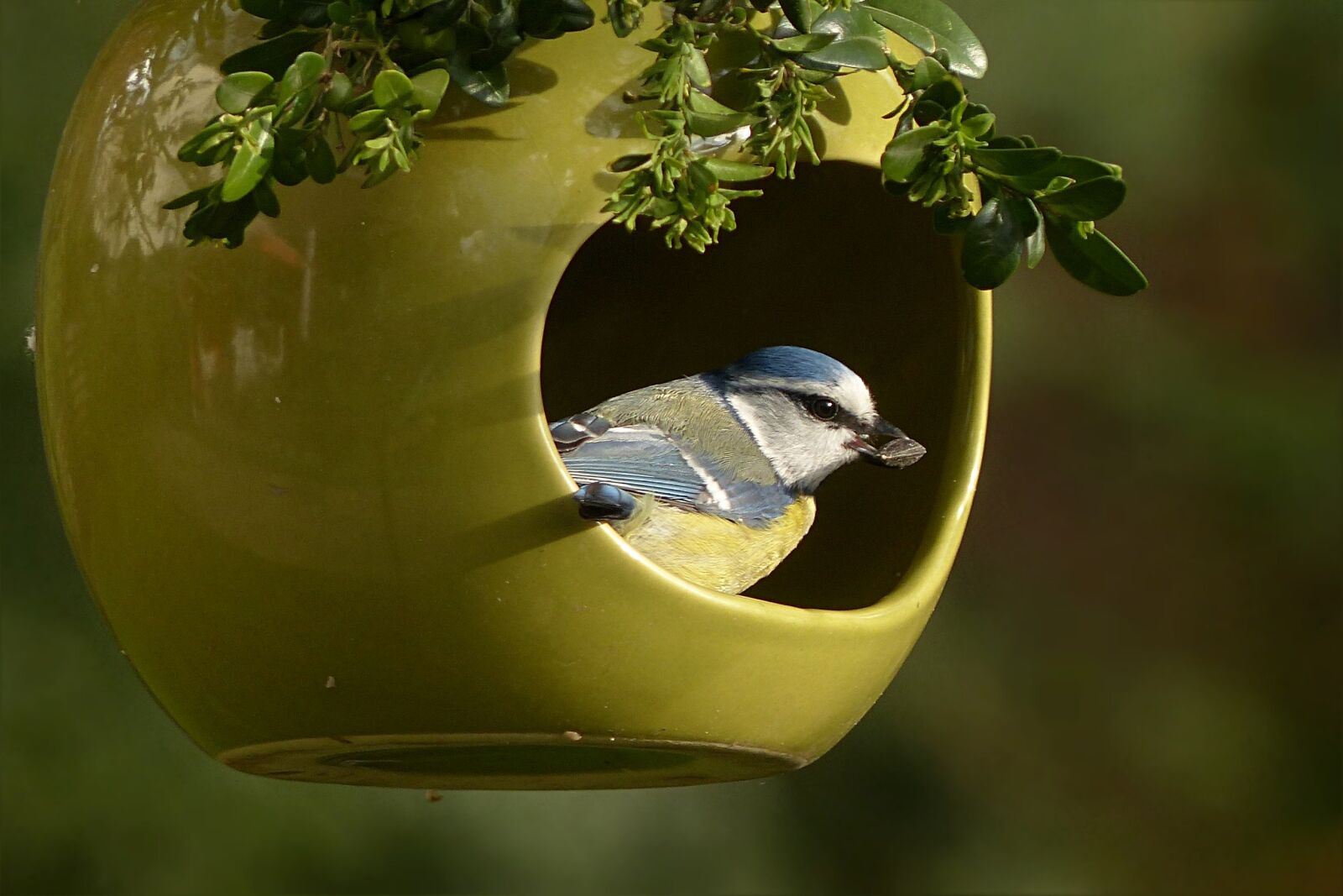 Panasonic Lumix DMC-FZ200 sample photo. Blue tit, cyanistes caeruleus photography