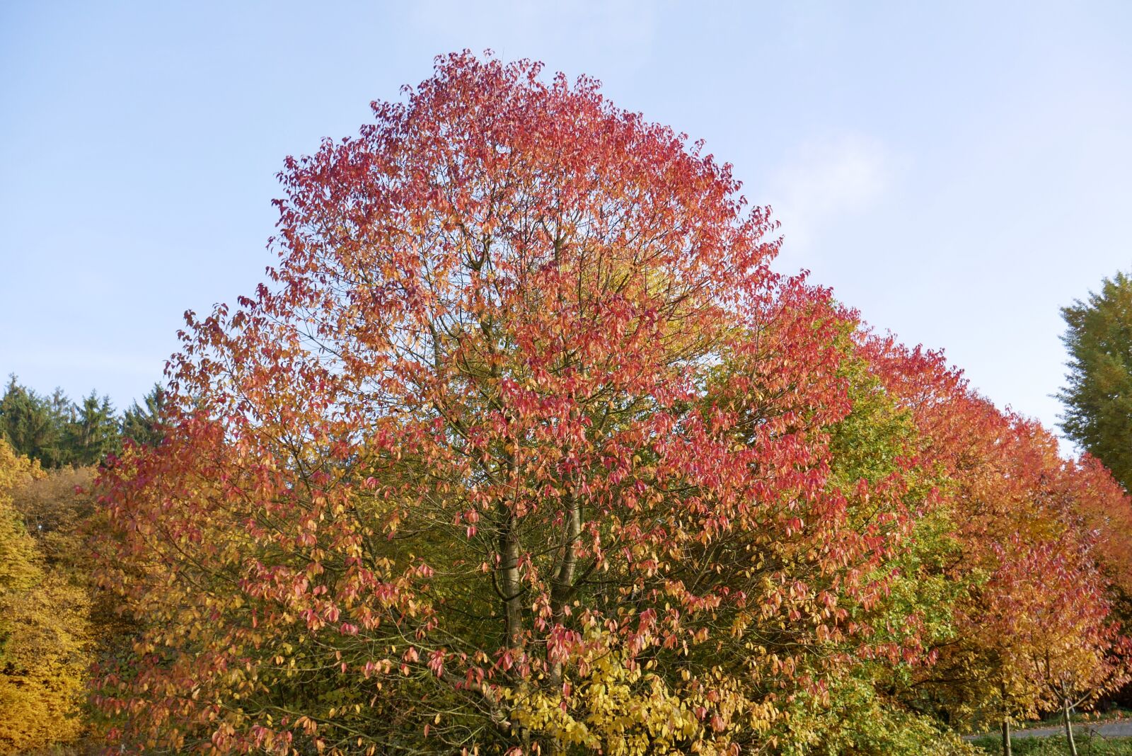 Panasonic DMC-G70 sample photo. Autumn, leaves, tree photography