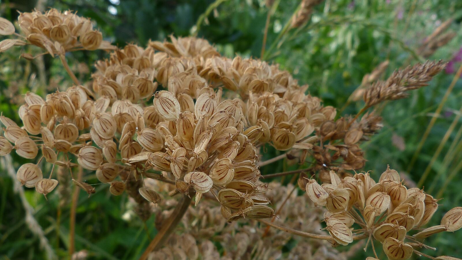 Panasonic Lumix DMC-FZ40 (Lumix DMC-FZ45) sample photo. Woods, summer, nature photography