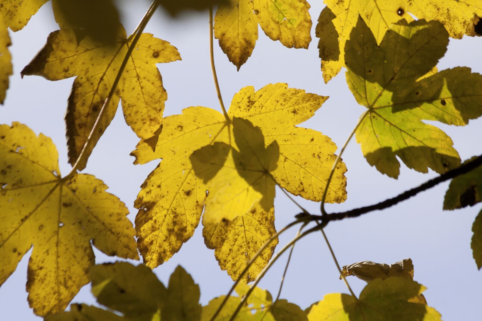 Canon EOS 50D sample photo. Autumn, maple, leaves photography