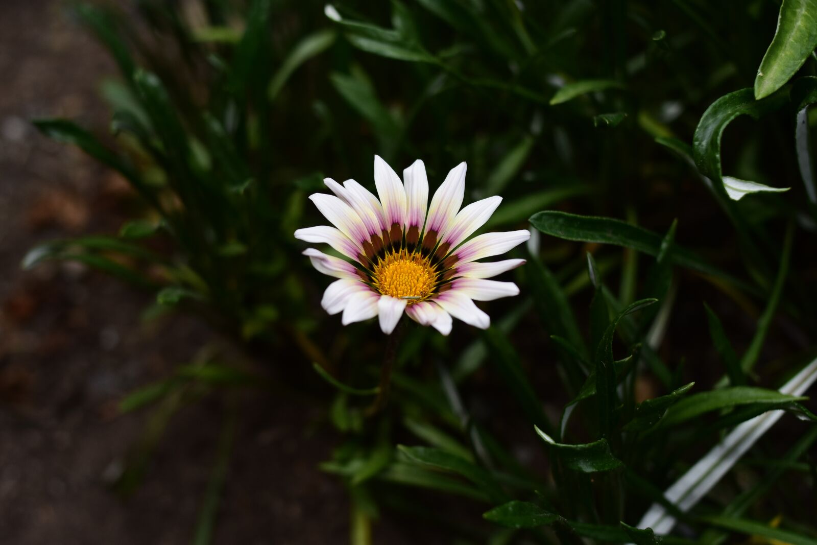 Nikon D3400 sample photo. Nature, plant, flower photography