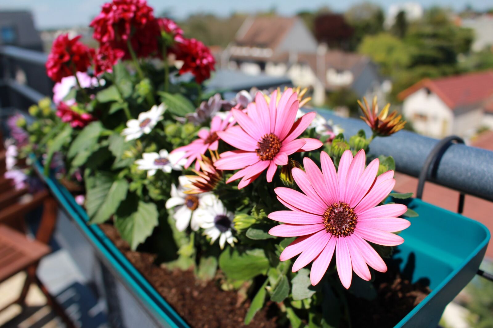 Canon EOS 700D (EOS Rebel T5i / EOS Kiss X7i) sample photo. Flowers, spring, dahlia photography