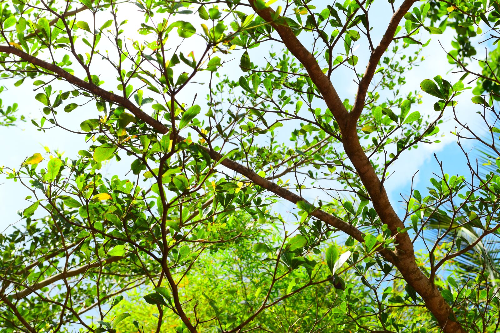Nikon D5500 sample photo. Leaves, tree, nature photography