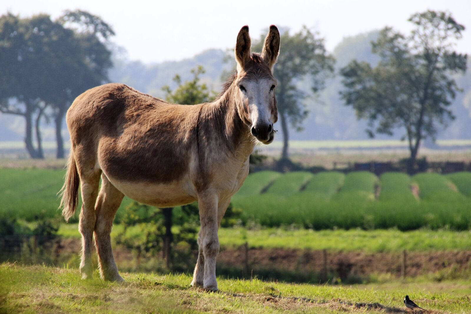 Canon EOS 100D (EOS Rebel SL1 / EOS Kiss X7) sample photo. Donkey, ass, animal photography
