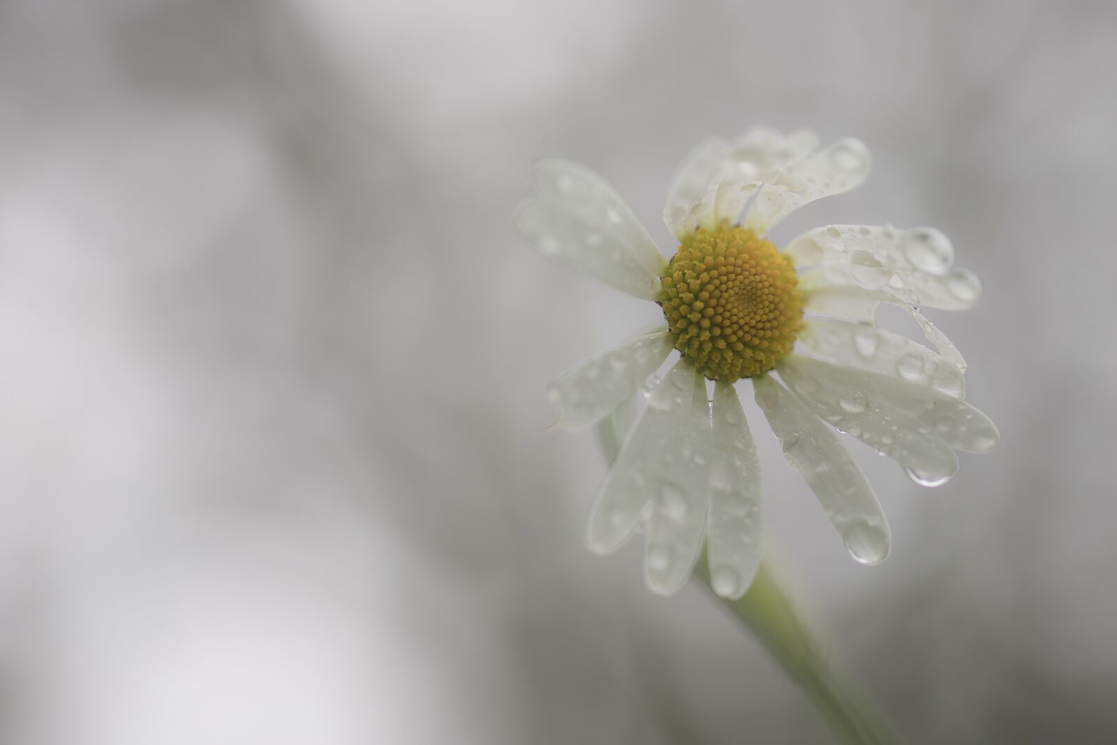 Canon EOS 6D Mark II sample photo. Daisy, sad, sadness photography