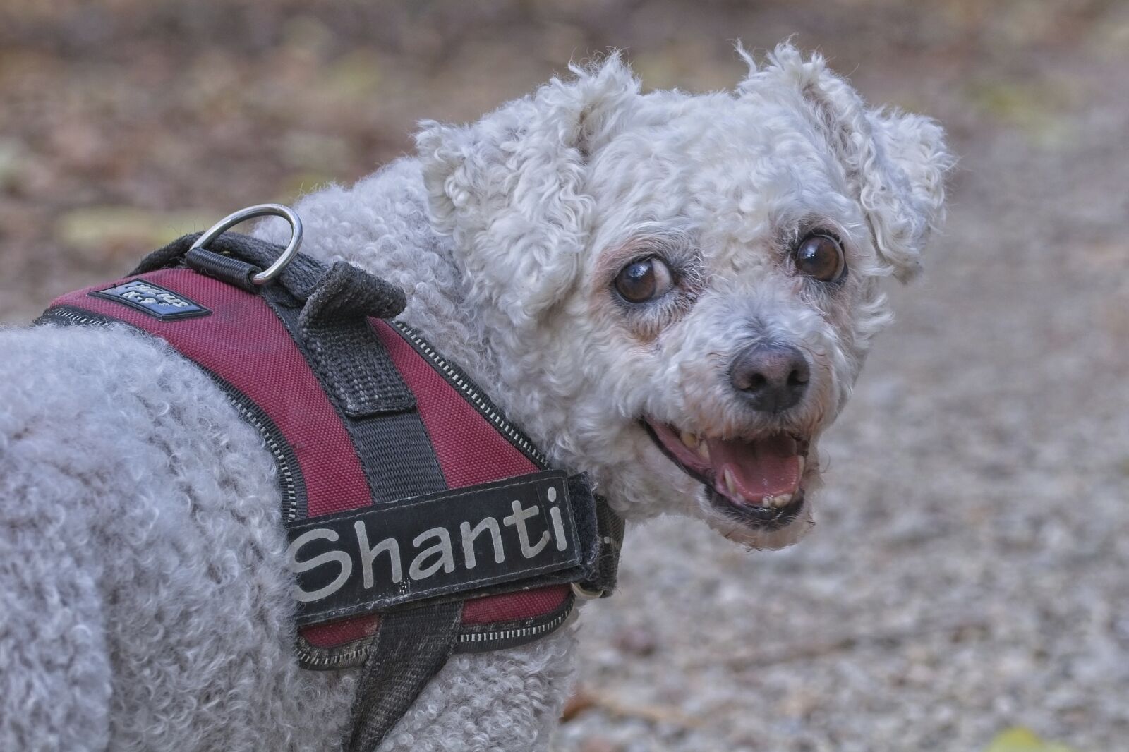 Nikon D7100 sample photo. Dog, bichon frise, bichon photography