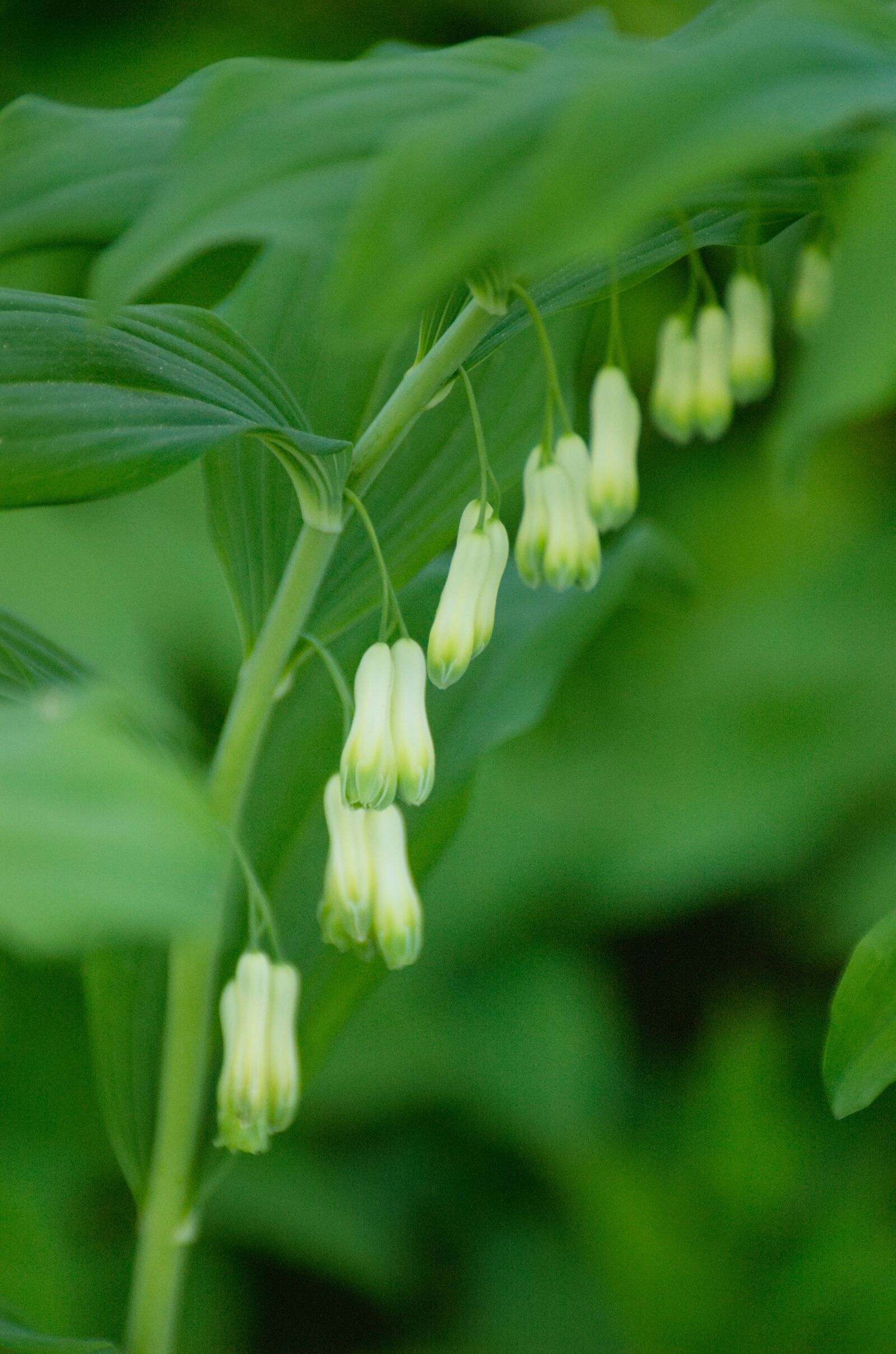 Nikon D70 sample photo. Weisswurz, solomon's seal, plant photography
