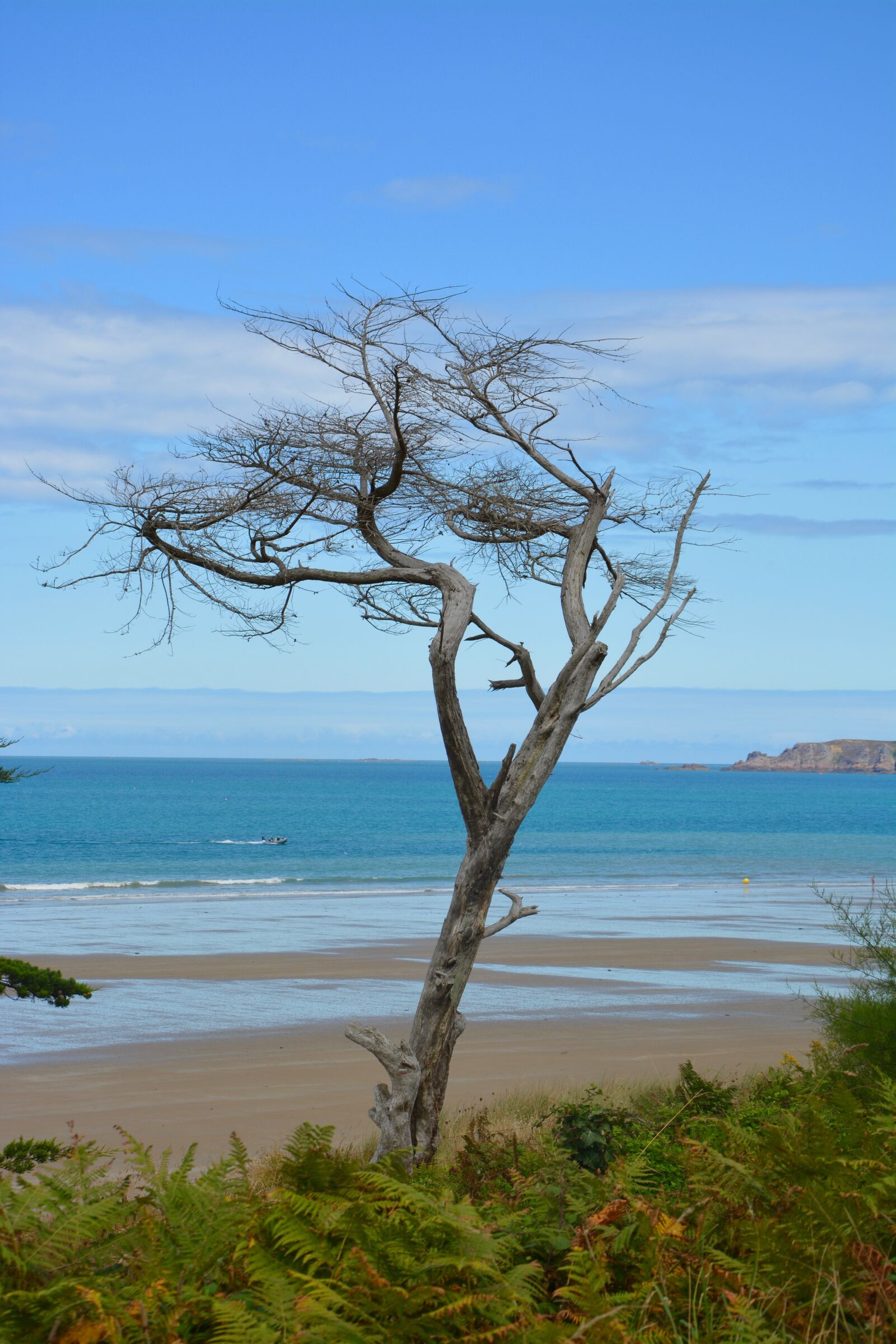 Nikon D5200 sample photo. Tree, dead tree, still photography
