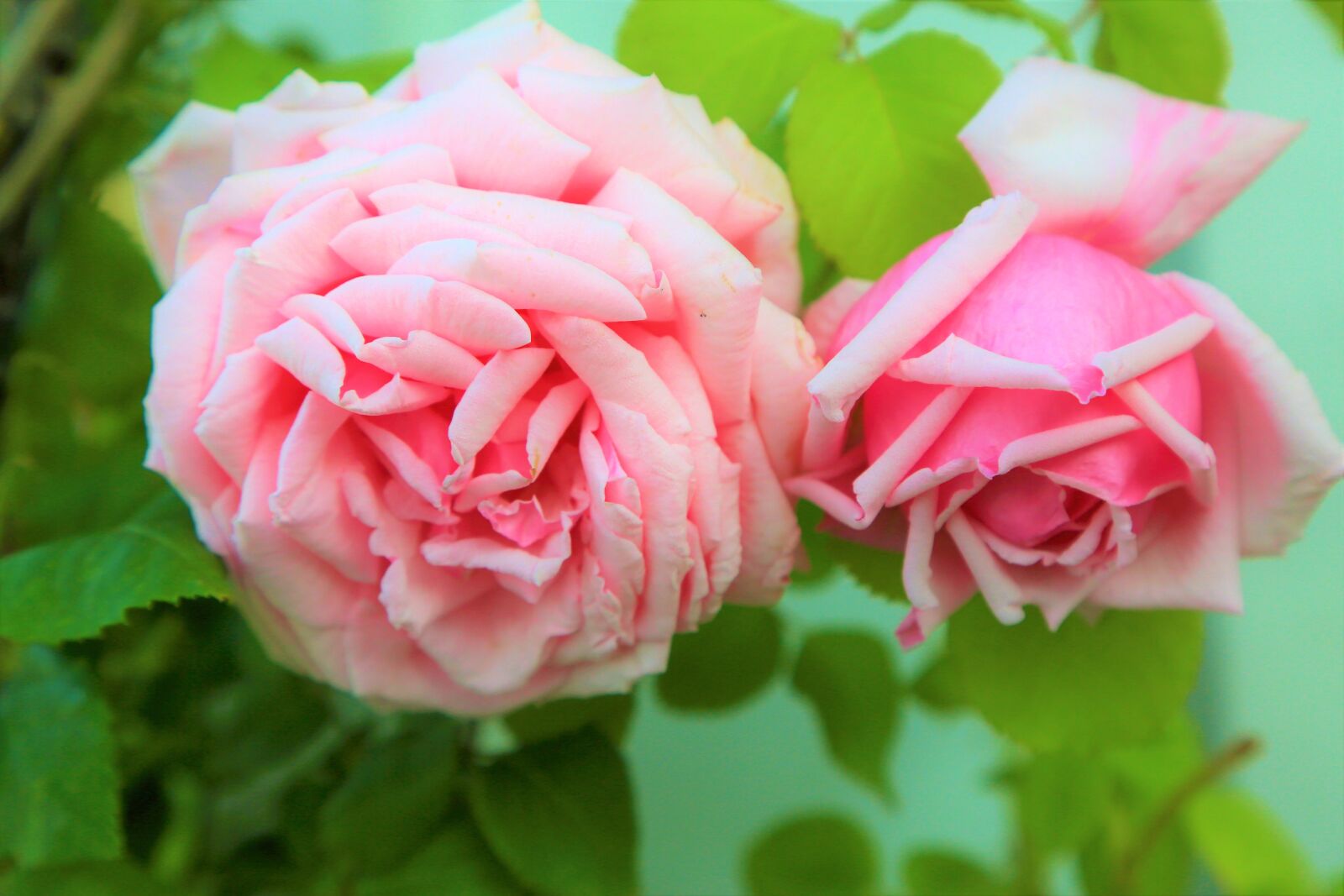 Canon EOS 5D Mark III sample photo. Rose, spring, pink photography