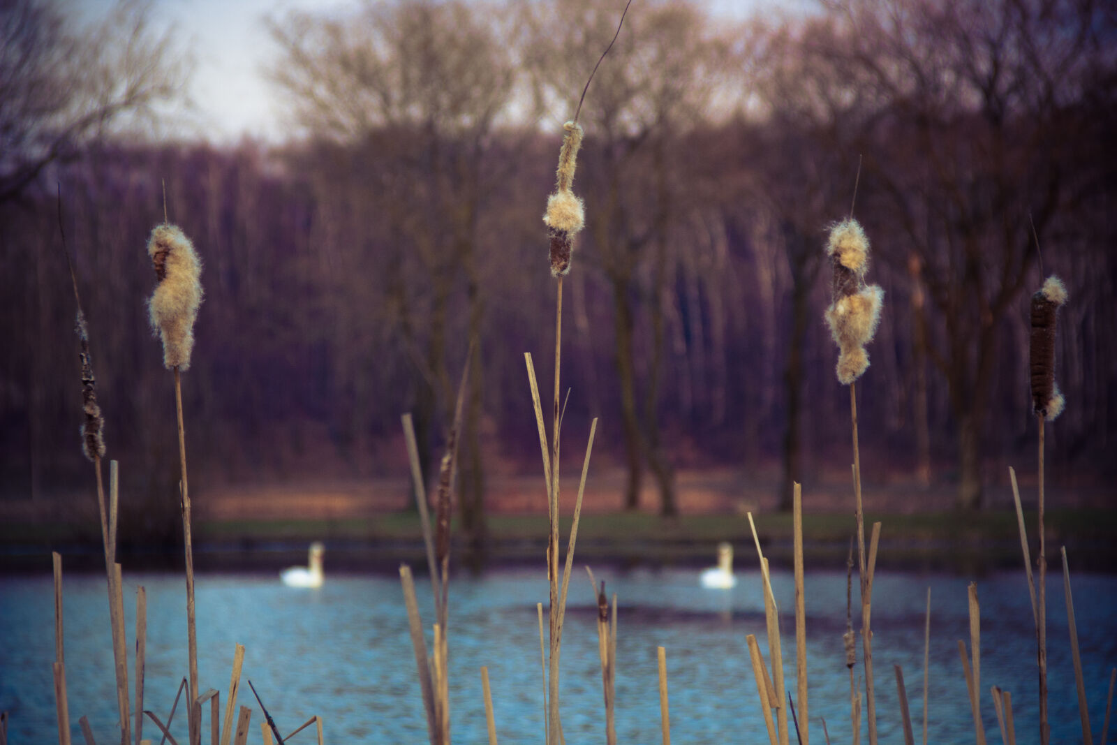 Canon EOS 600D (Rebel EOS T3i / EOS Kiss X5) sample photo. Nature, sticks, view, water photography