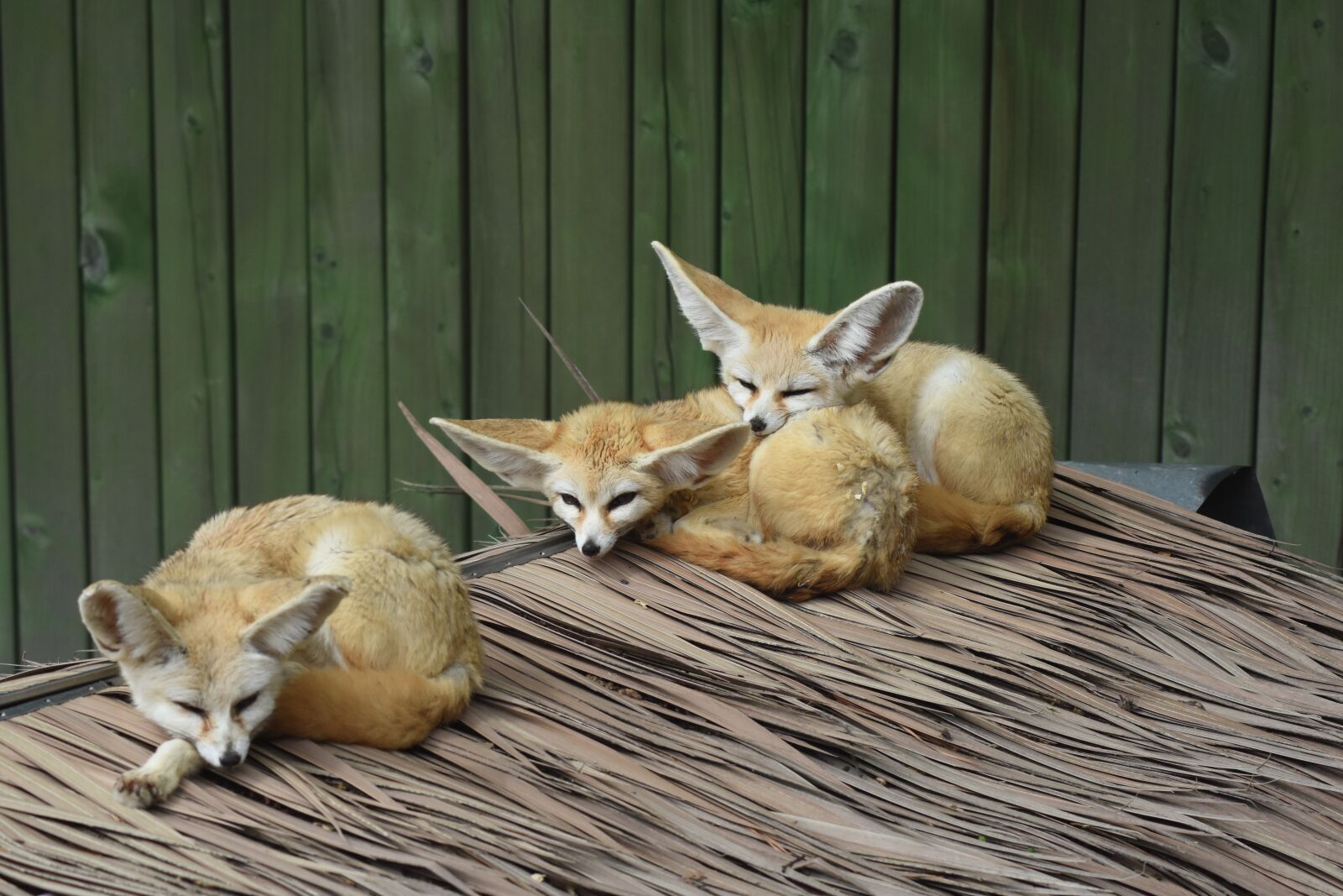 Nikon D7200 sample photo. Desert fox, zoo, animal photography