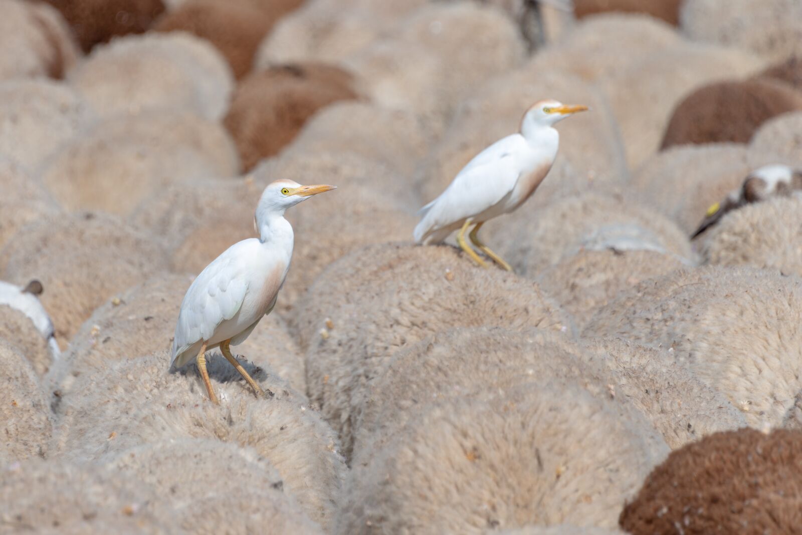 Nikon D800 sample photo. Bird, egret, animal photography