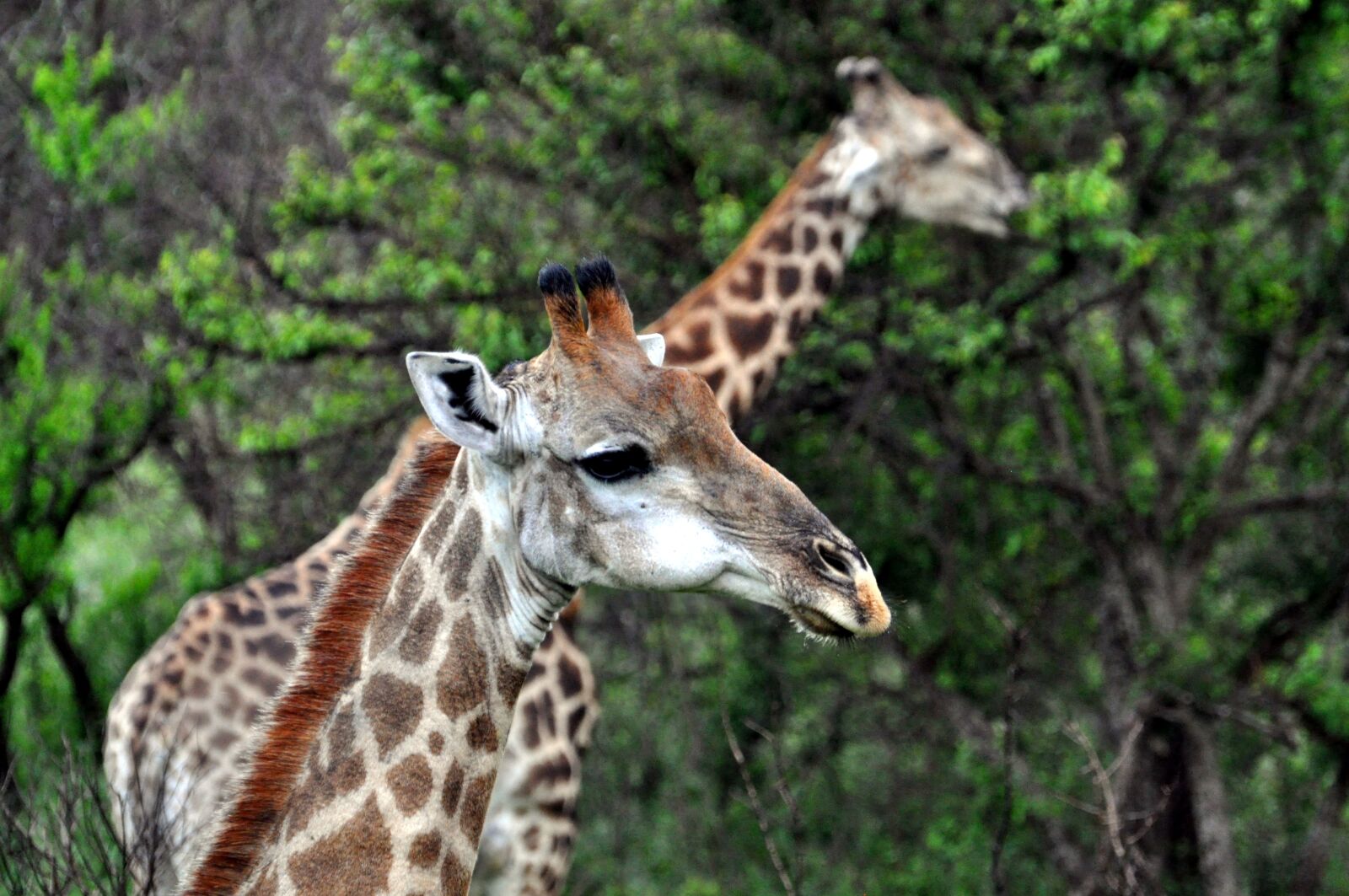 Nikon D5000 sample photo. Giraffe, africa, animal world photography