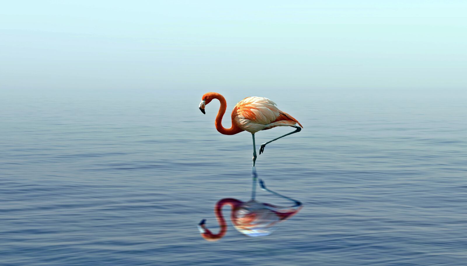 Nikon D5100 sample photo. Bird, water, nature photography