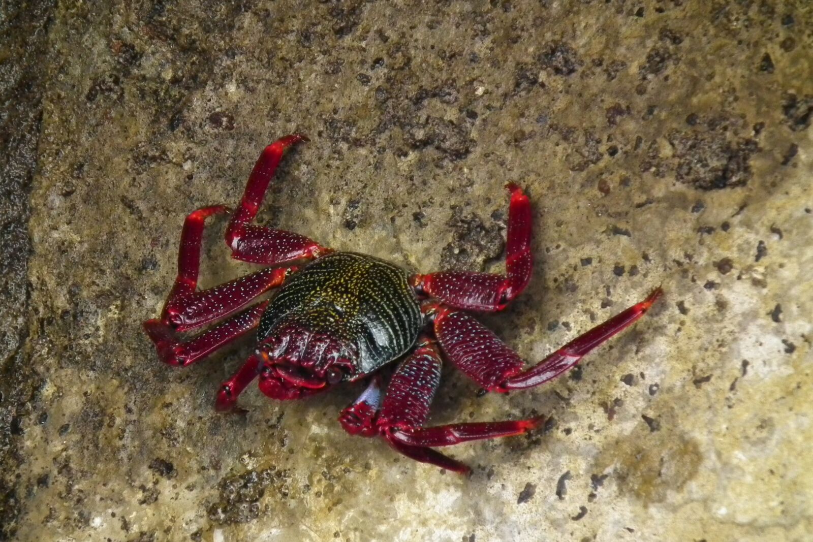 FujiFilm FinePix HS10 (FinePix HS11) sample photo. Mar, crab, red photography