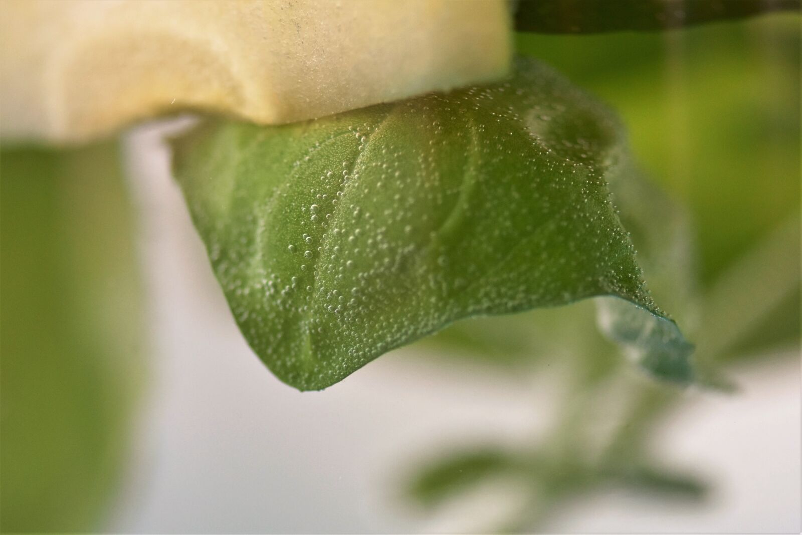 Nikon D5500 sample photo. Drink, fresh, water photography