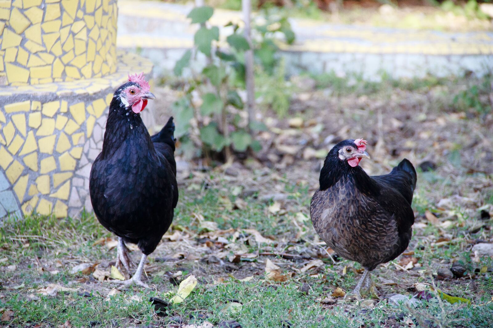 Canon EOS 650D (EOS Rebel T4i / EOS Kiss X6i) sample photo. Chickens, bird, chicken photography