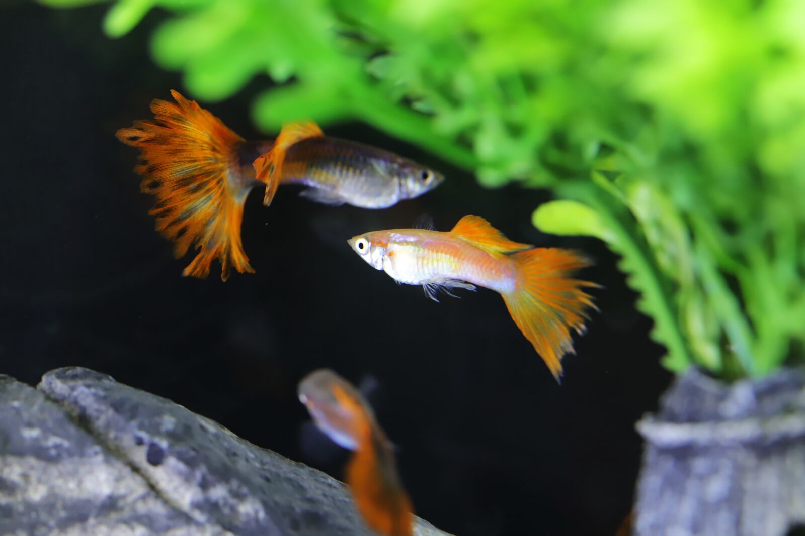 Canon EOS 6D Mark II sample photo. Goofy, tropical fish, fish photography