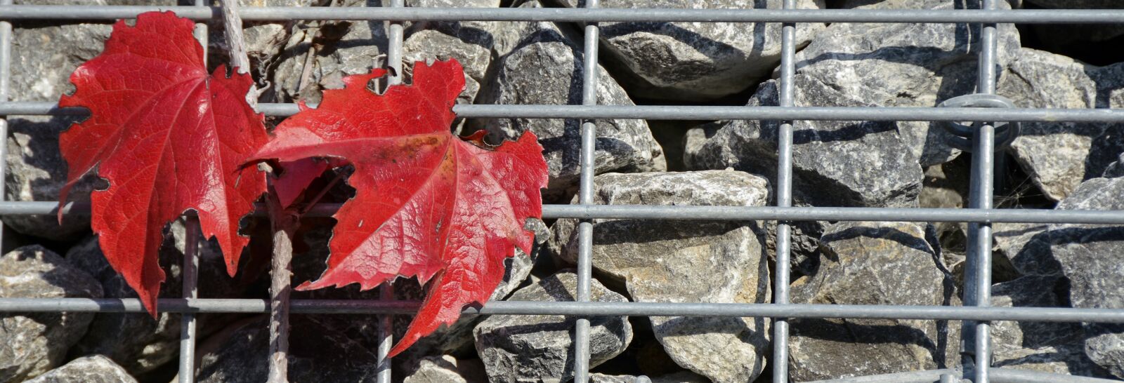Nikon D7100 sample photo. Wine partner, autumn colours photography