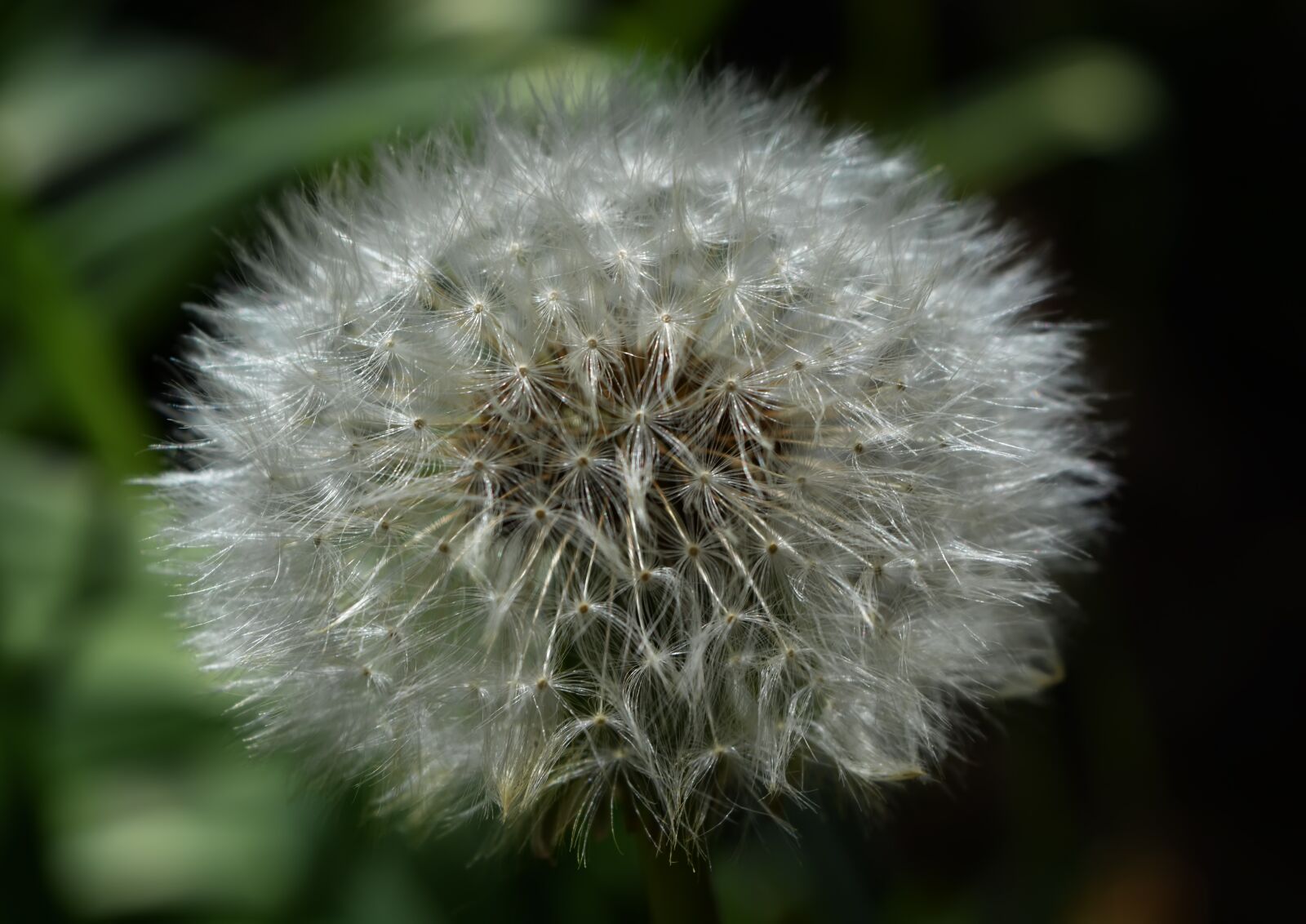 Nikon D5200 sample photo. Dandelion, spring, field photography