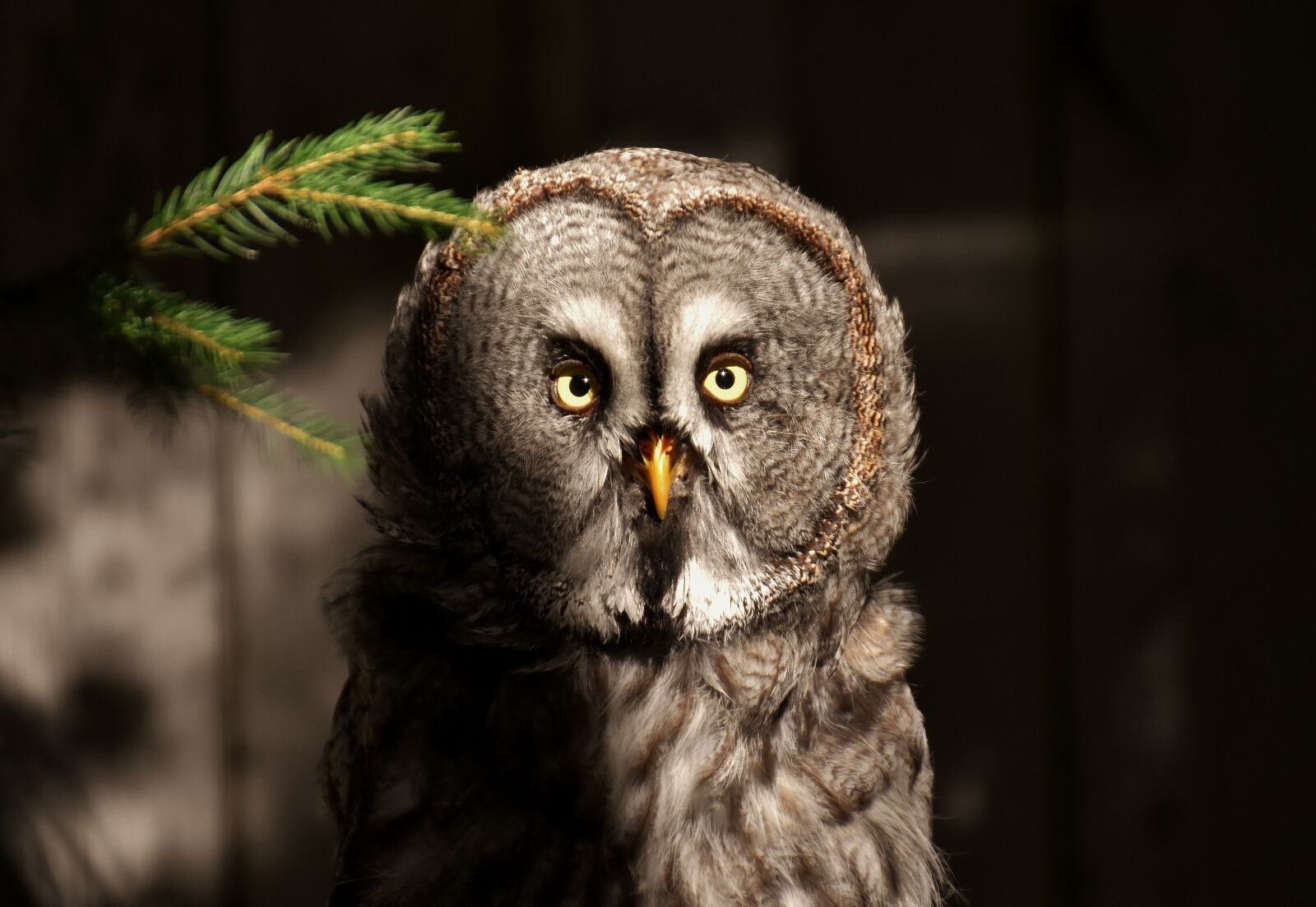 Nikon D7200 sample photo. Bart owl, owl, bird photography