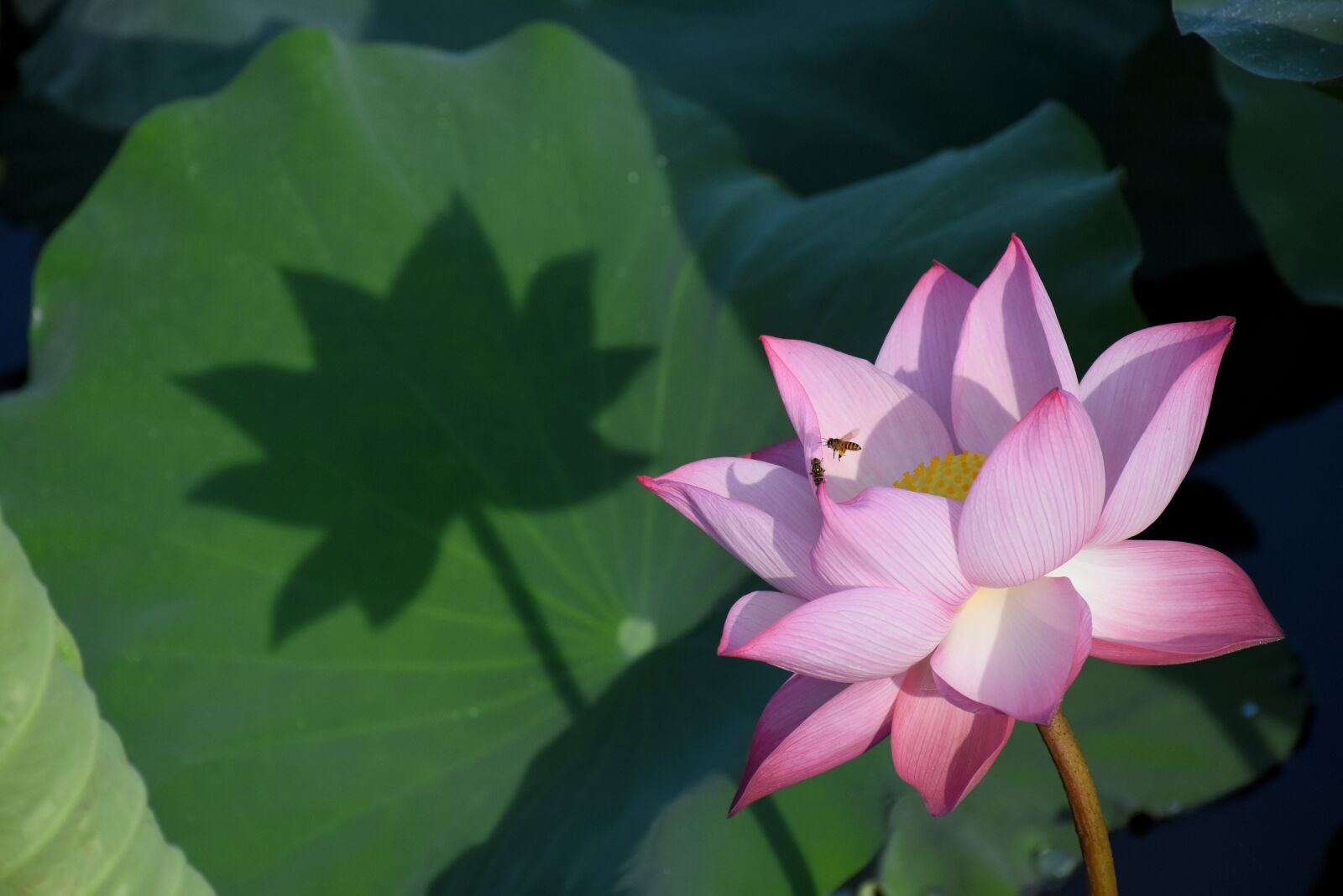 Nikon D7200 sample photo. Lotus, flower, bee photography