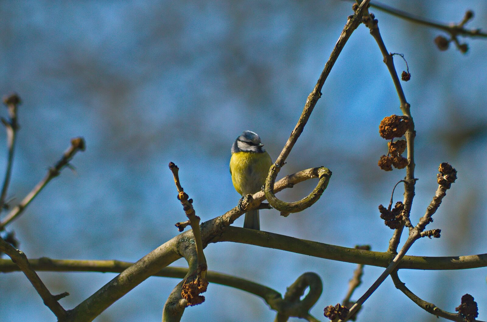 Pentax K-50 sample photo. Chickadee, bird, nature photography