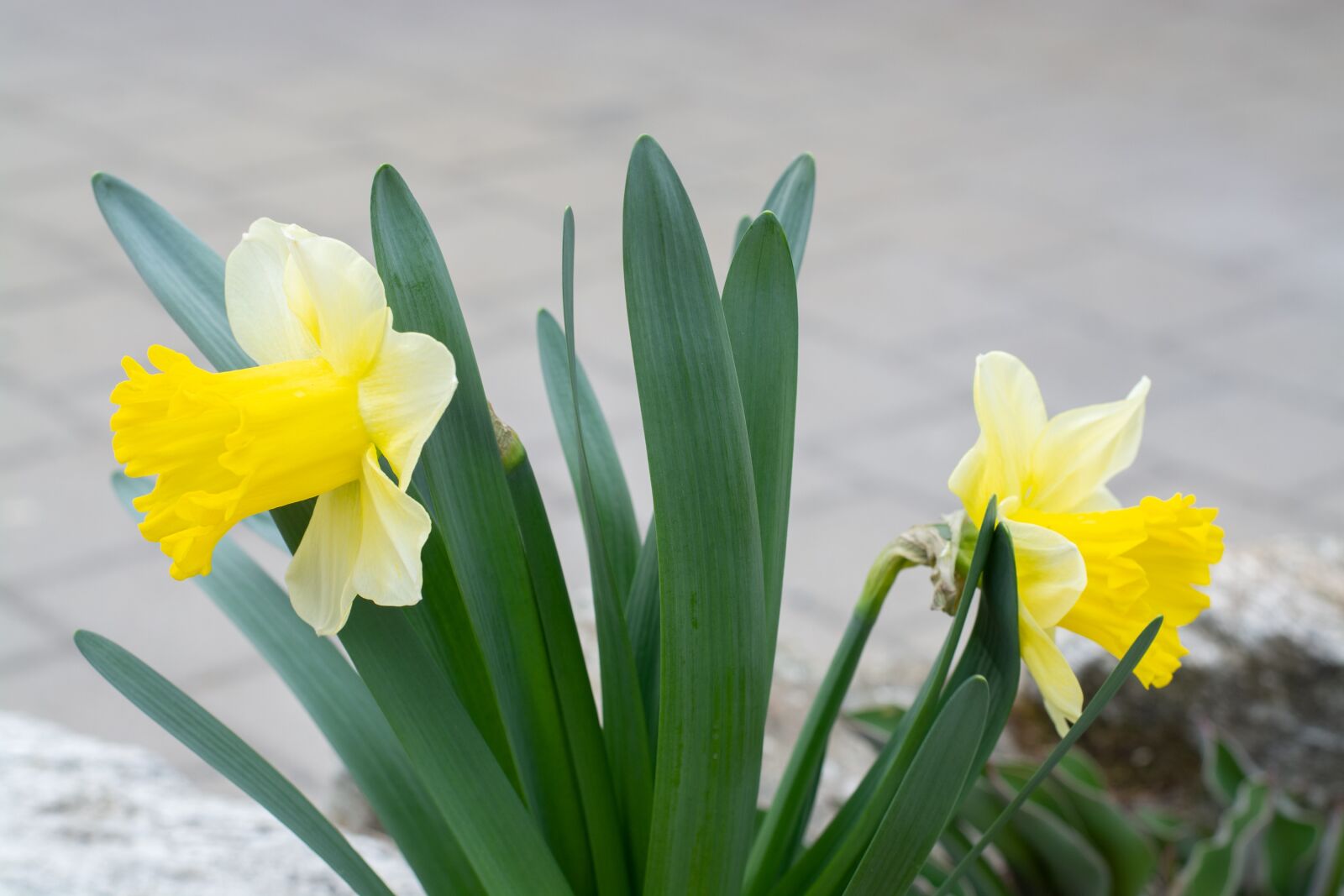 Nikon D7100 sample photo. Daffodils, yellow, flowers photography
