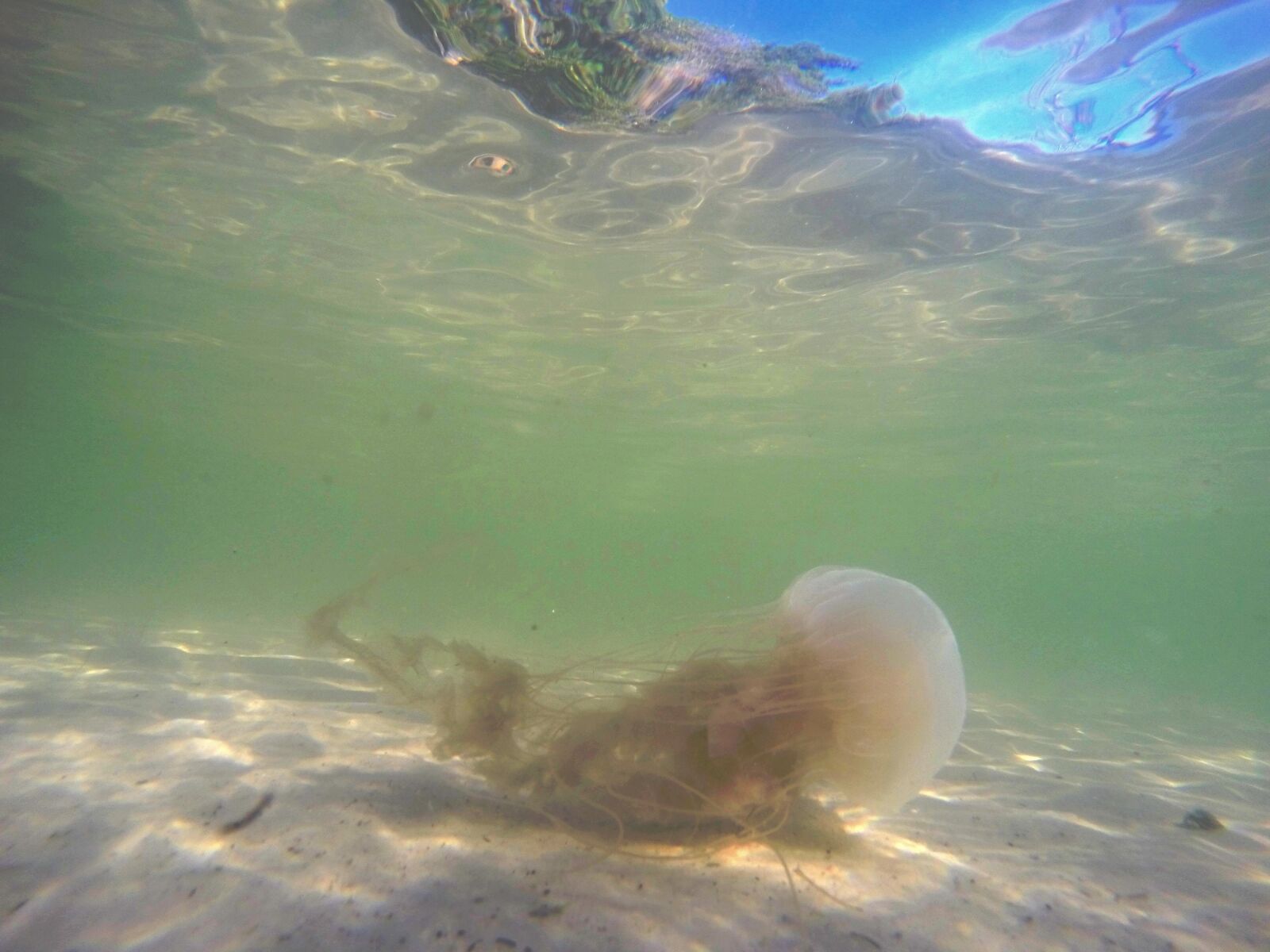 GoPro HERO3+ Black Edition sample photo. Alive, beach, button, life photography