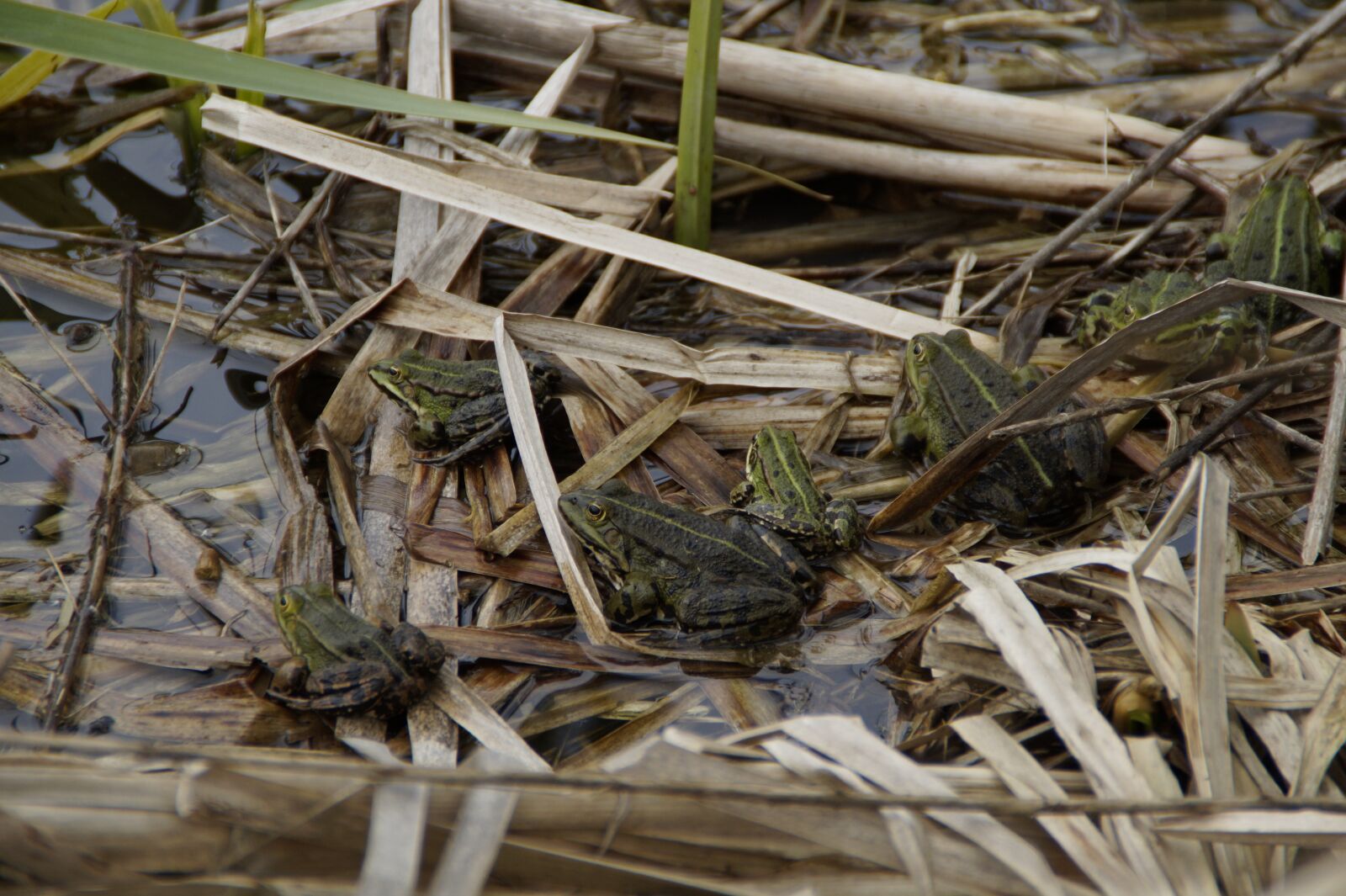 Sony SLT-A58 sample photo. Frogs, pond, lake photography