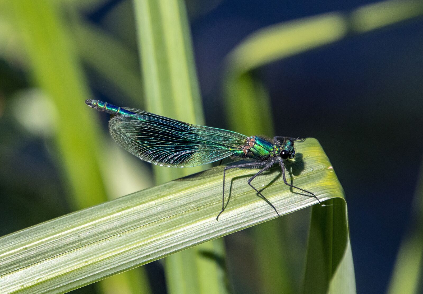 Sigma 100-400mm F5-6.3 DG OS HSM sample photo. Banded demoiselle, male, damselfly photography