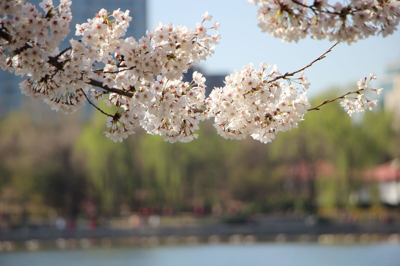 Canon EOS 600D (Rebel EOS T3i / EOS Kiss X5) sample photo. Flowers, branch, cherry blossom photography