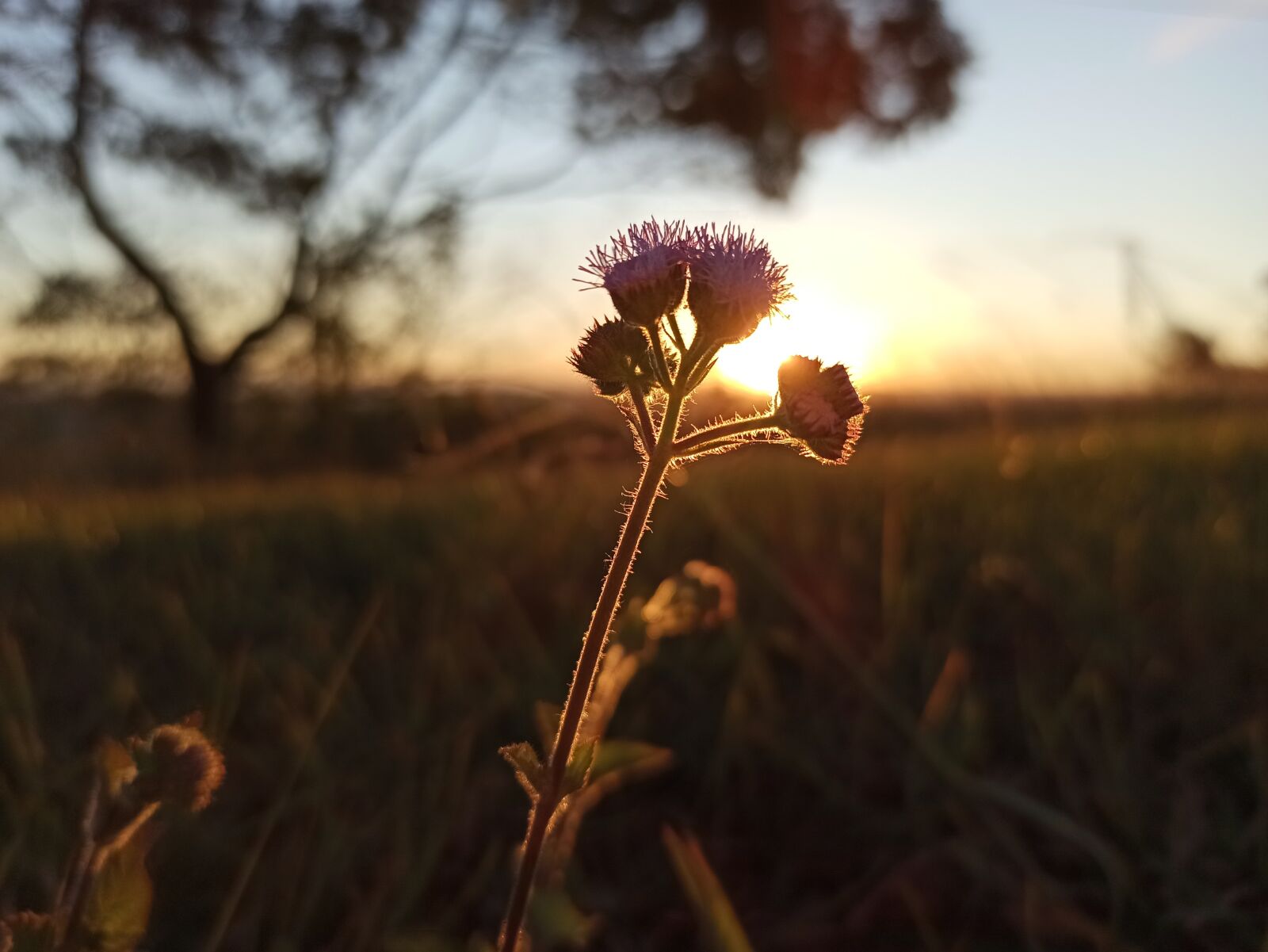 Xiaomi Redmi Note 8 Pro sample photo. Flower, purple, afternoon photography