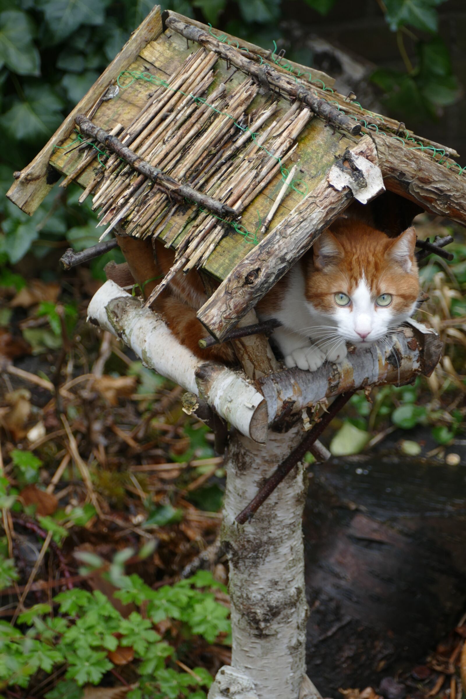 Panasonic Lumix DMC-FZ1000 sample photo. Cat, pet, mammal photography