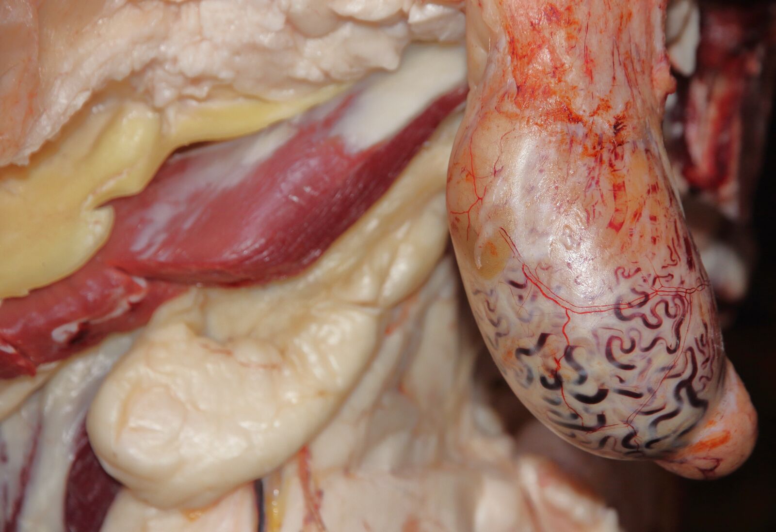 Canon EOS 550D (EOS Rebel T2i / EOS Kiss X4) sample photo. Morocco, butcher, meat photography