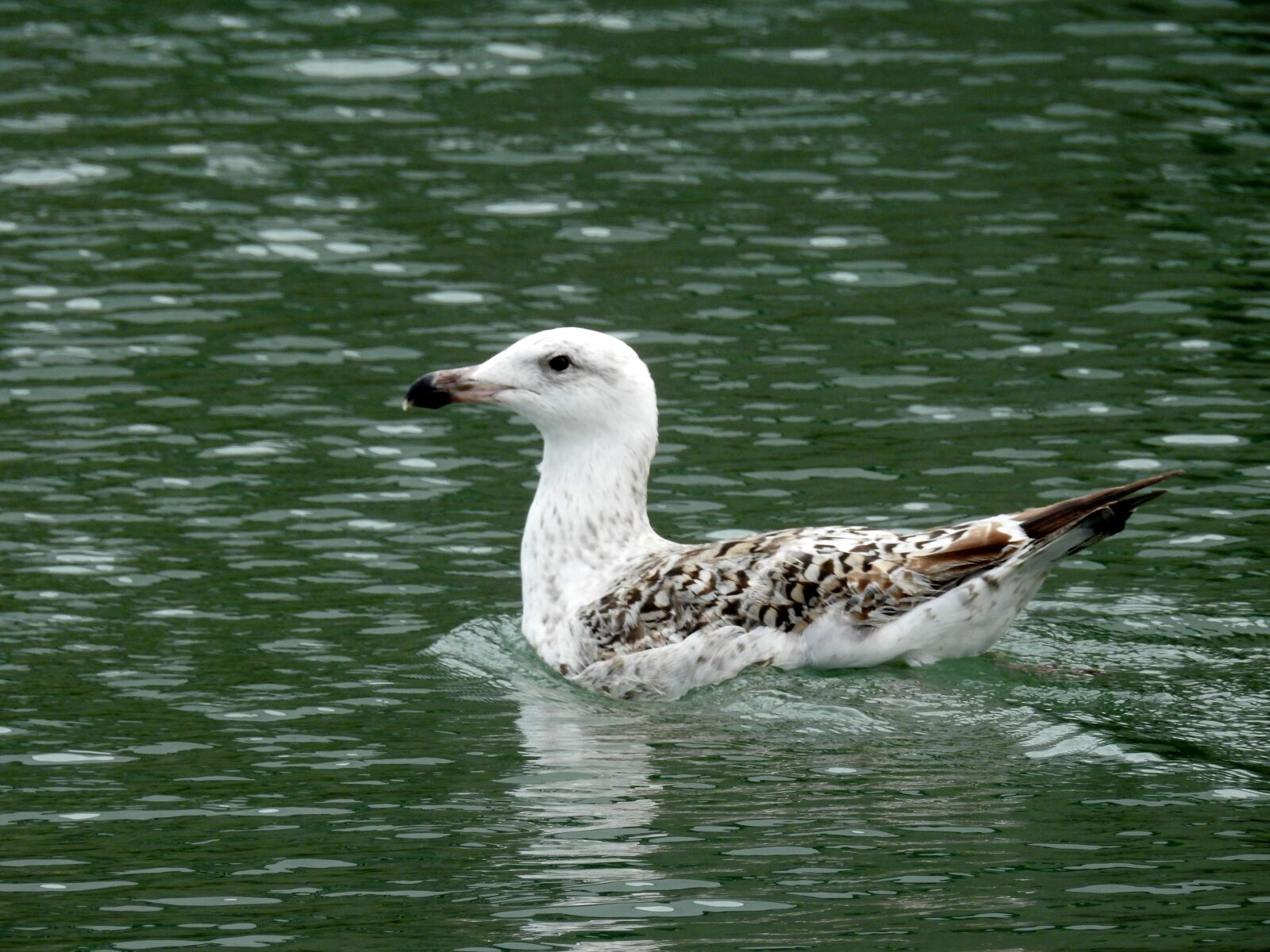Nikon Coolpix P900 sample photo. Seagull, birds, sea ​​bird photography