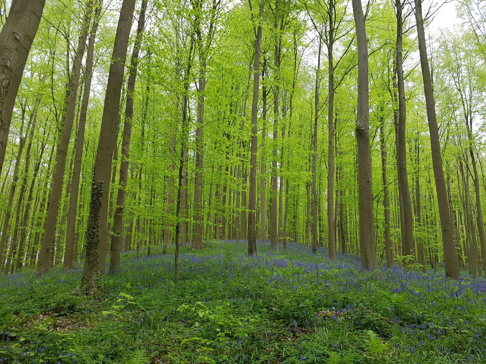 Samsung Galaxy S7 Edge sample photo. Forest, blue, blossom photography