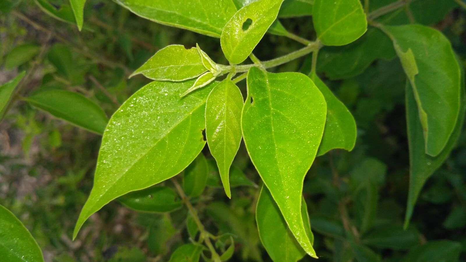 Xiaomi Redmi 3S sample photo. Green leaves, green plants photography