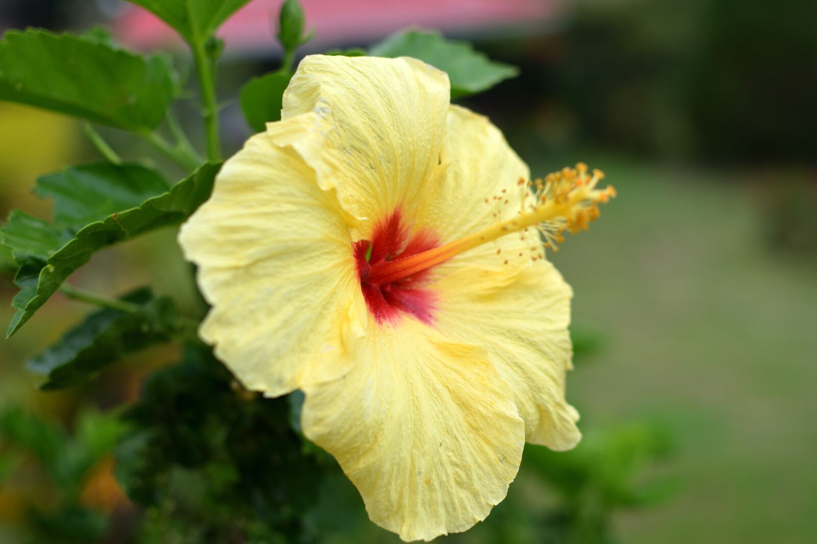 Nikon D5300 sample photo. Flower, golgotha, petal photography