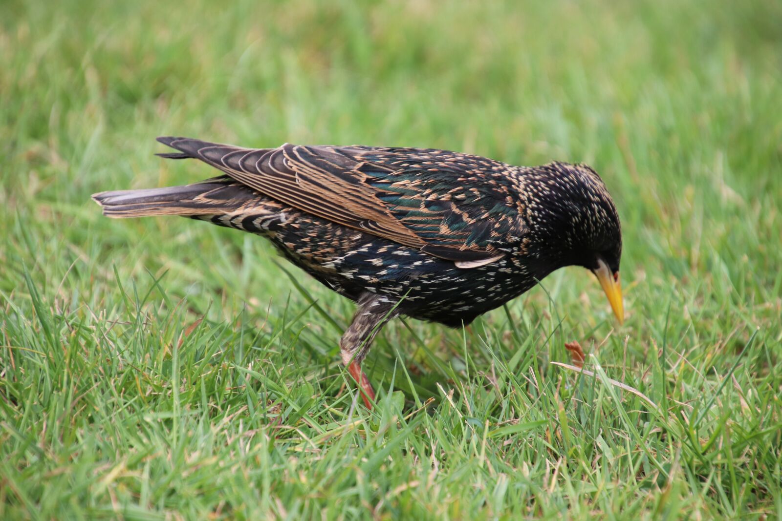 Canon EOS 800D (EOS Rebel T7i / EOS Kiss X9i) sample photo. Starling, european starling, birds photography