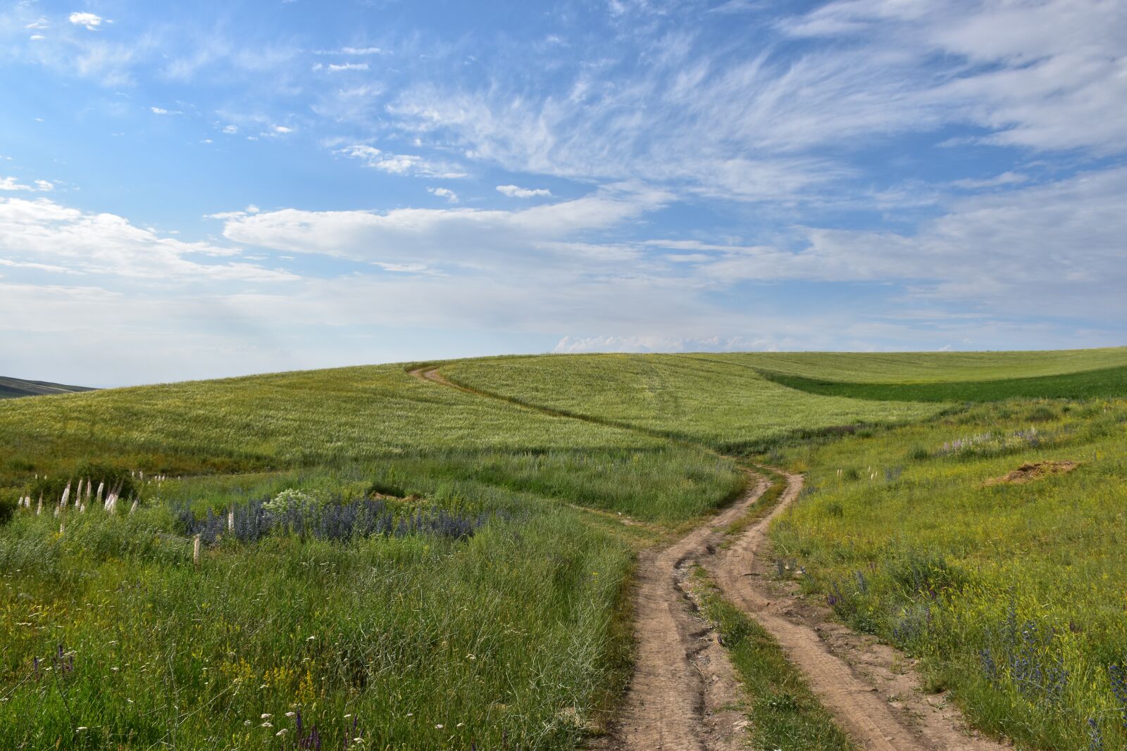Nikon D5600 sample photo. Road, mountain, mountains photography