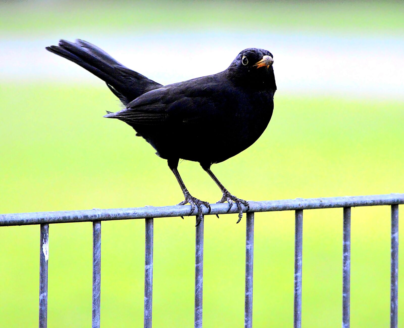 Nikon D3200 sample photo. Blackbird, nature, garden photography
