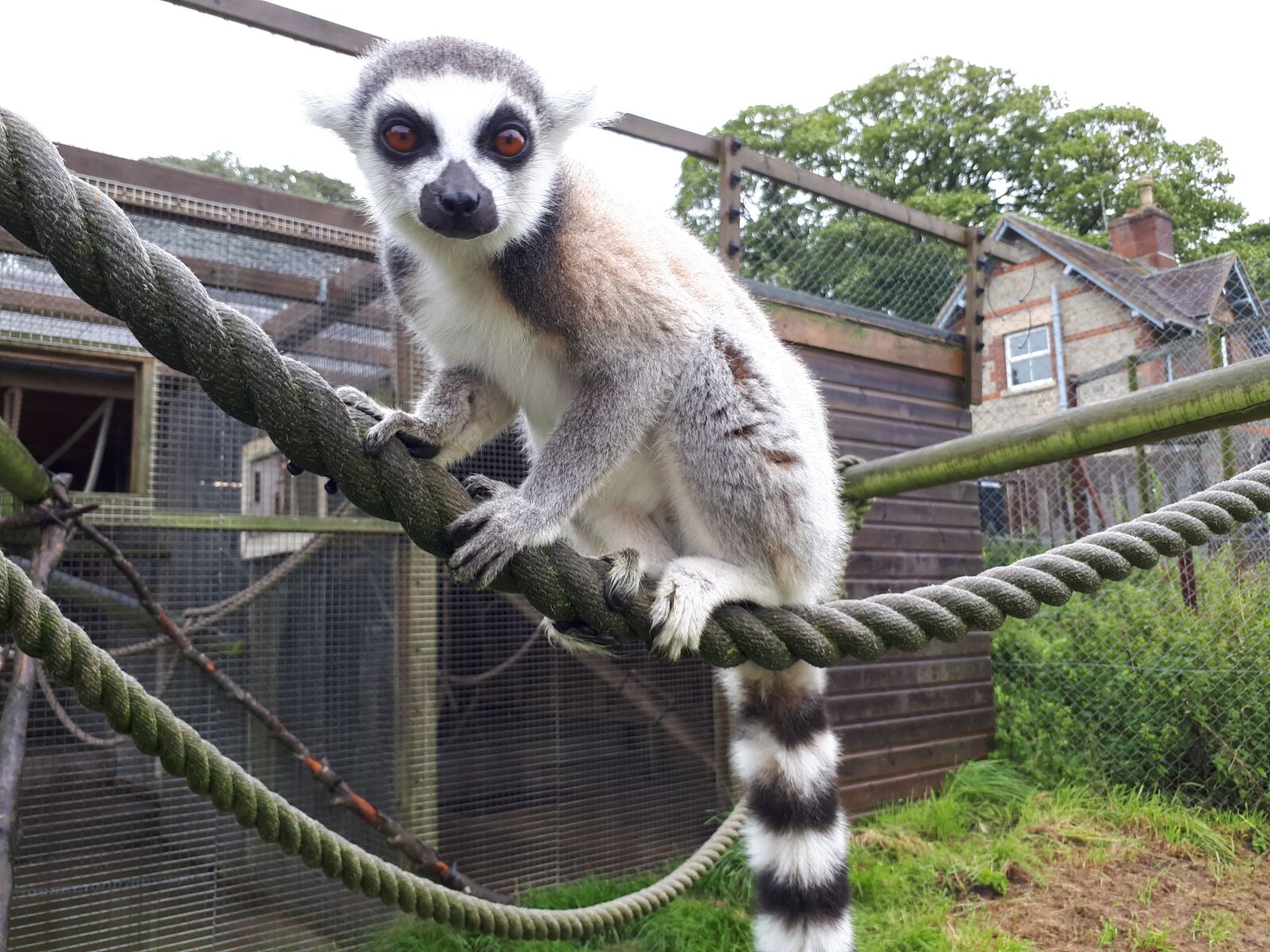 Samsung Galaxy A5(2017) sample photo. Ring-tailed lemur, mammal, zoo photography
