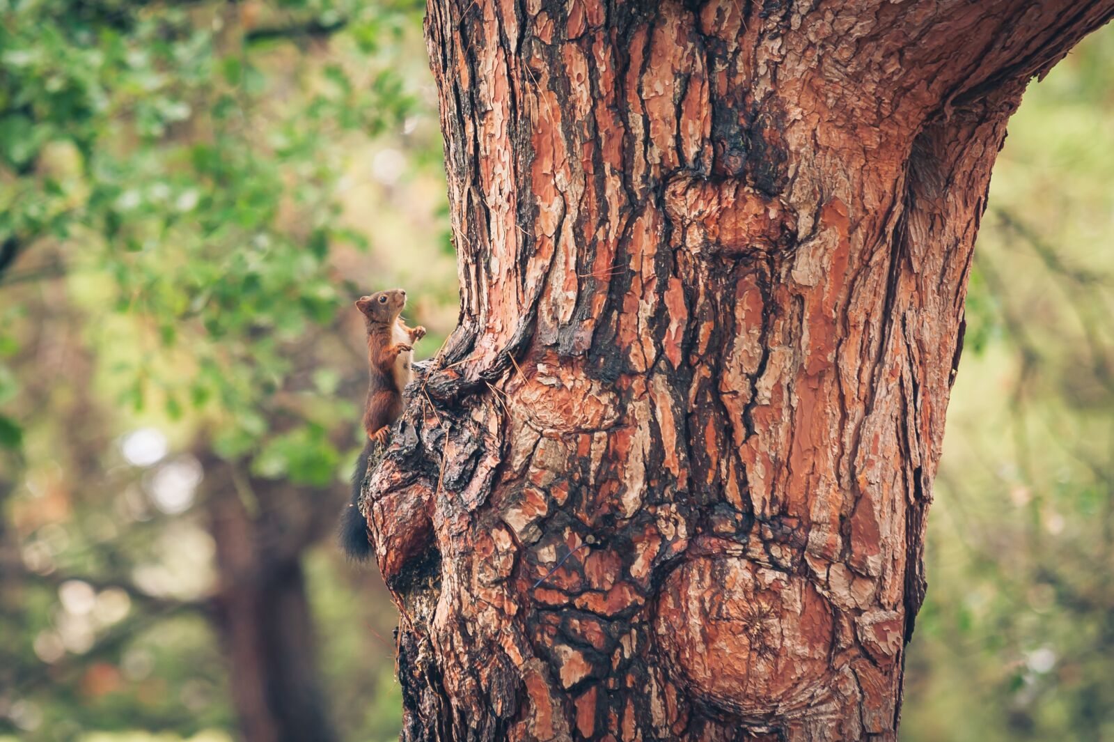 Nikon D700 sample photo. Squirrel, forest, nature photography