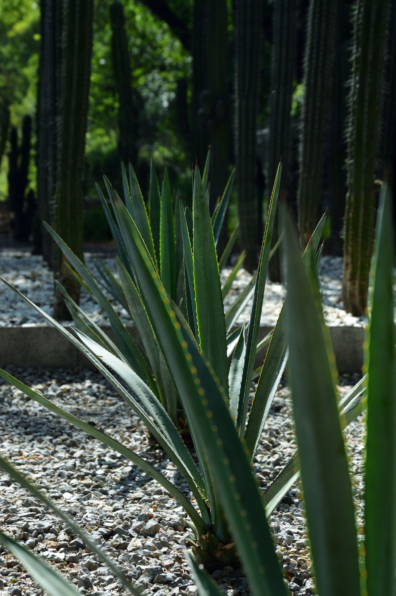 Nikon D3200 sample photo. Park, outdoors, agave photography