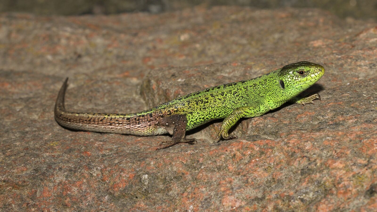 Canon EOS 550D (EOS Rebel T2i / EOS Kiss X4) sample photo. Sand lizard, reptile, wildlife photography
