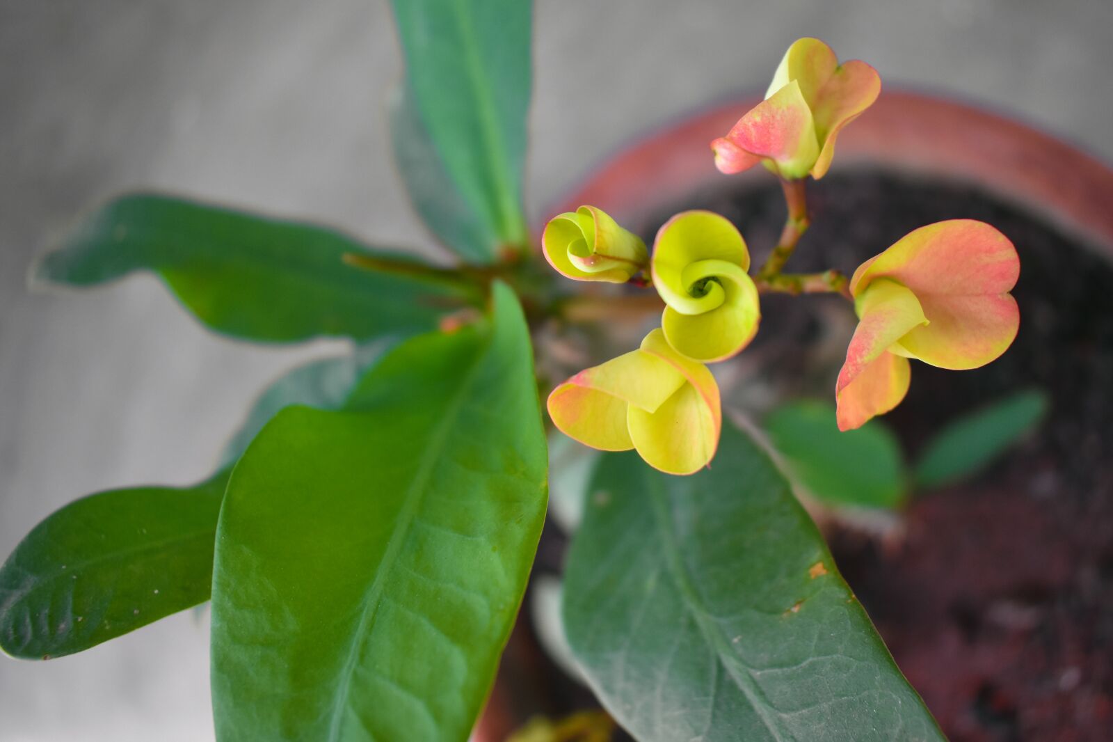 Nikon D3400 sample photo. Nature, flower, plant photography